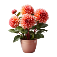 AI generated Dahlia in a Pot Isolated on Transparent Background. Beautiful Spring Flowers. Generative Ai png