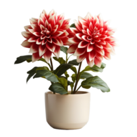 ai genererad dahlia i en pott isolerat på transparent bakgrund. skön vår blommor. generativ ai png