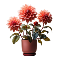 ai gegenereerd dahlia in een pot geïsoleerd Aan transparant achtergrond. mooi voorjaar bloemen. generatief ai png