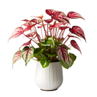AI generated Exotic Red and Green Caladium Plant in Pot Isolated on Transparent Bacground. Caladium Leaves. Generative Ai png