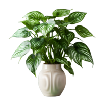 ai generiert exotisch Caladium Pflanze im ein Topf isoliert auf transparent Hintergrund. Pflanze im ein Vase zum Innere Dekoration. generativ ai png