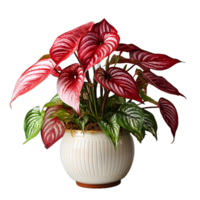 AI generated Exotic Red and Green Caladium Plant in Pot Isolated on Transparent Bacground. Caladium Leaves. Generative Ai png