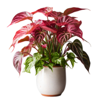 AI generated Exotic Red and Green Caladium Plant in Pot Isolated on Transparent Bacground. Caladium Leaves. Generative Ai png