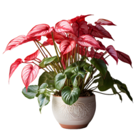 AI generated Exotic Red and Green Caladium Plant in Pot Isolated on Transparent Bacground. Caladium Leaves. Generative Ai png