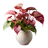 AI generated Exotic Red and Green Caladium Plant in Pot Isolated on Transparent Bacground. Caladium Leaves. Generative Ai png
