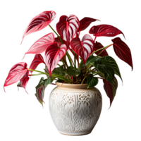 AI generated Exotic Red and Green Caladium Plant in Pot Isolated on Transparent Bacground. Caladium Leaves. Generative Ai png