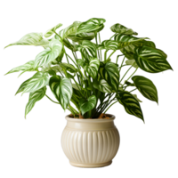 ai generiert exotisch Caladium Pflanze im ein Topf isoliert auf transparent Hintergrund. Pflanze im ein Vase zum Innere Dekoration. generativ ai png