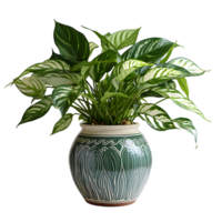 ai generiert exotisch Caladium Pflanze im ein Topf isoliert auf transparent Hintergrund. Pflanze im ein Vase zum Innere Dekoration. generativ ai png