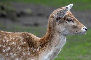 Portrait of a young fallow deer photo