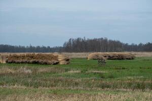 bundle of harvested reed canary grass photo