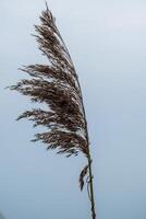 flower of reed canary grass photo