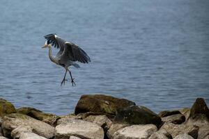 gray heron in flight at the north sea photo
