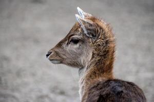 Portrait of a young fallow deer photo