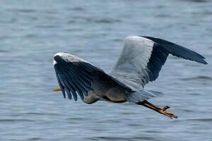 gris garza en vuelo a el norte mar foto