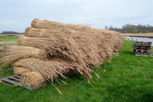 bundle of harvested reed canary grass photo