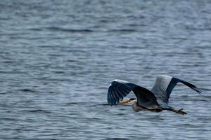 gray heron in flight at the north sea photo