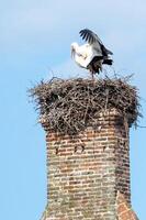 stork in a nest on an old brick chimney photo