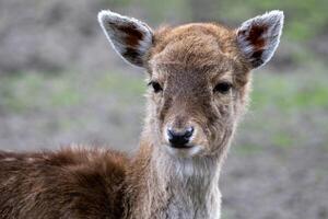 Portrait of a young fallow deer photo