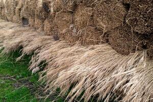 bundle of harvested reed canary grass photo