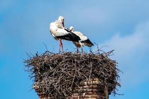 stork in a nest on an old brick chimney photo