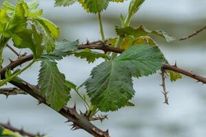 old blackberry bush with fresh leaves photo