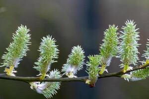 beautiful flowers of a Glaucous willow on a branch photo