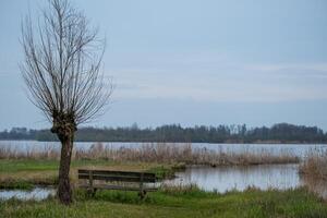 moor landscape with canals, reeds and shrubs photo