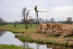 moor landscape with canals, reeds and shrubs photo