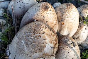 Heads of mushrooms in spring photo