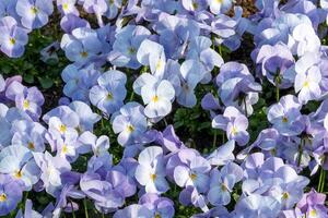 densely planted horned violets in spring photo