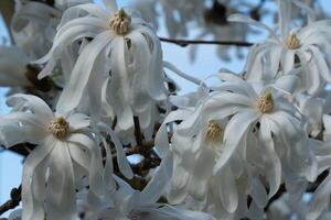 beautiful blossoms of a white Magnolia stellata photo