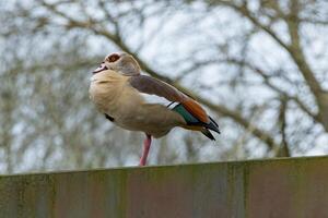 Goose Alopochen aegyptiaca on rusty metal support photo