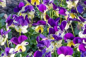 densely planted horned violets in spring photo