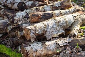 old felled birch wood lying in the forest photo