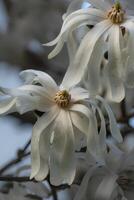 beautiful blossoms of a white Magnolia stellata photo