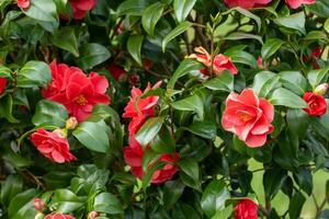 blossom plant camelia in spring photo