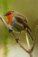 singing robin sitting on a branch photo