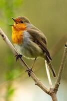 singing robin sitting on a branch photo