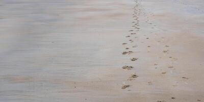 footprints in the sand photo