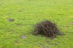 small pile of cut branches on a green meadow photo