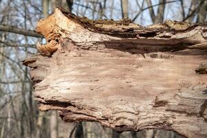 large tree trunk broken off in the storm photo