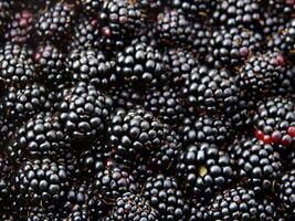 AI generated large quantity of blackberries photo