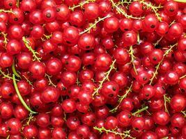 AI generated large quantity of red currants photo