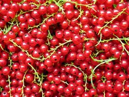 AI generated large quantity of red currants photo