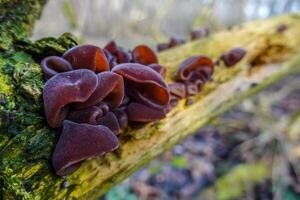 Fresco madera oído hongos en un muerto mayor arbusto en el bosque foto