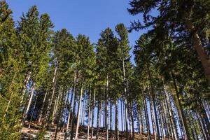 straight green pine trees in a forest and dark blue sky photo