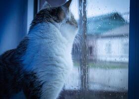 un gato mira fuera el ventana en un lluvioso día, suave atención foto