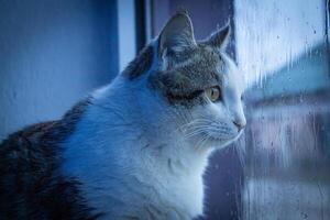 A cat looks out the window on a rainy day, soft focus photo