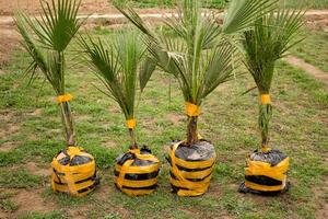 Palm seedlings, for planting in spring in order to take care of the environment photo