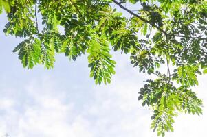 Rain tree or Samanea saman, LEGUMINOSAE MIMOSOIDEAE photo